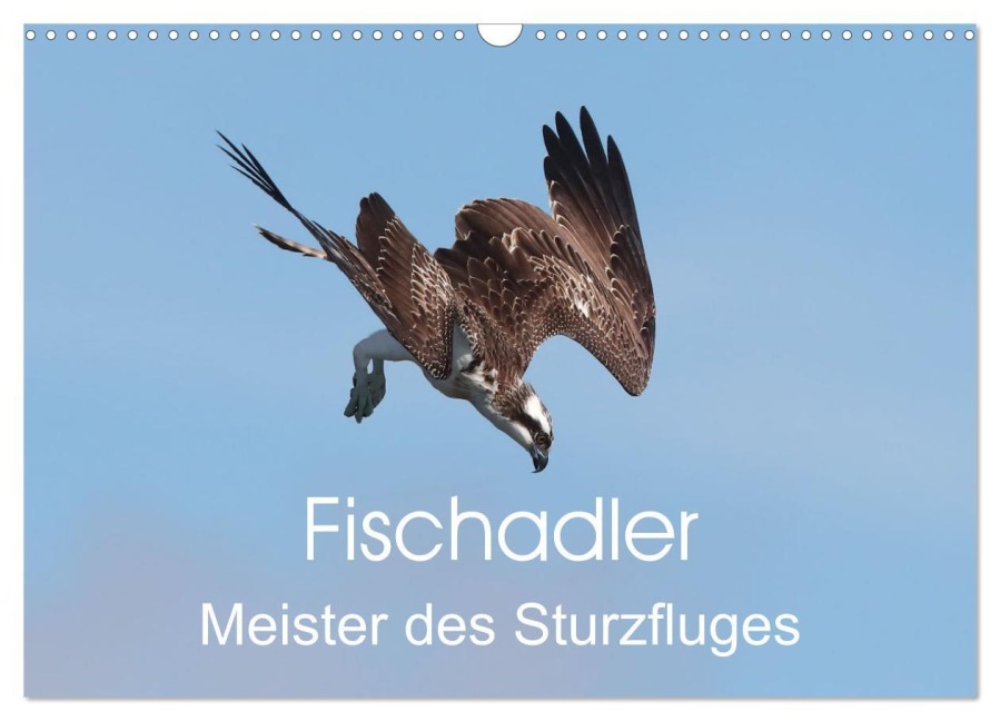 Fischadler - Meister des Sturzfluges (Wandkalender 2026 DIN A3 quer), CALVENDO Monatskalender - Hermann Knüwer