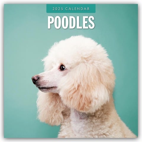 Poodles - Pudel 2025 - 16-Monatskalender - 