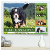 Cover-Bild zum Titel 'Berner Sennenhunde - Freunde für ein ganzes Leben (hochwertiger Premium Wandkalender 2026 DIN A2 quer), Kunstdruck in Hochglanz' von ''