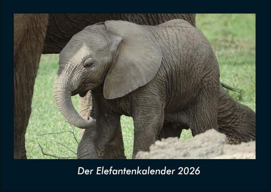 Der Elefantenkalender 2026 Fotokalender DIN A4 - Tobias Becker
