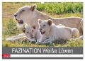 FAZINATION Weiße Löwen (Wandkalender 2025 DIN A3 quer), CALVENDO Monatskalender - Thula Thula
