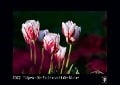 Tulpen - Die Farbe macht die Blume 2022 - Black Edition - Timokrates Kalender, Wandkalender, Bildkalender - DIN A3 (42 x 30 cm) - 