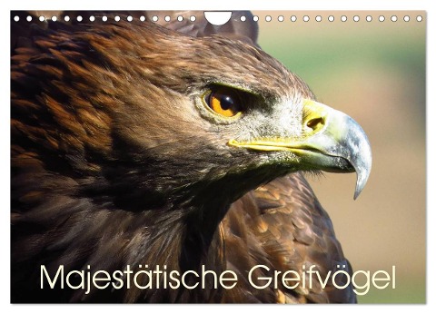 Majestätische Greifvögel (Wandkalender 2024 DIN A4 quer), CALVENDO Monatskalender - Brigitte Dürr