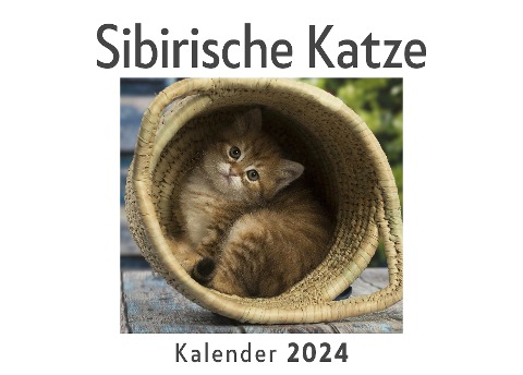 Sibirische Katze (Wandkalender 2024, Kalender DIN A4 quer, Monatskalender im Querformat mit Kalendarium, Das perfekte Geschenk) - Anna Müller