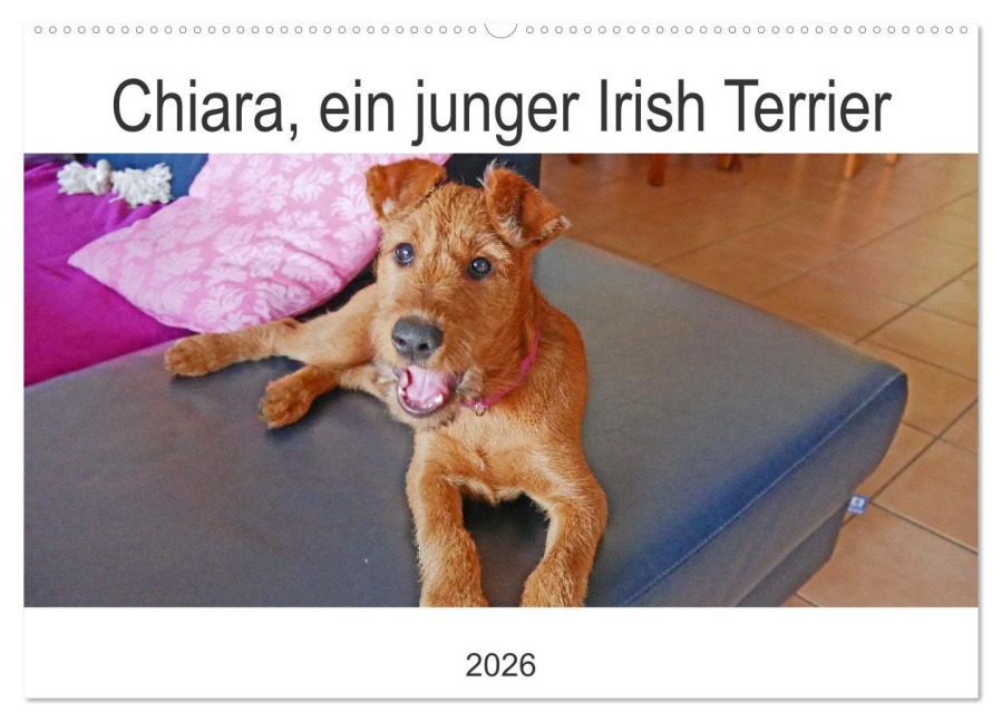 Chiara, ein junger Irish Terrier (Wandkalender 2026 DIN A2 quer), CALVENDO Monatskalender - Claudia Schimon