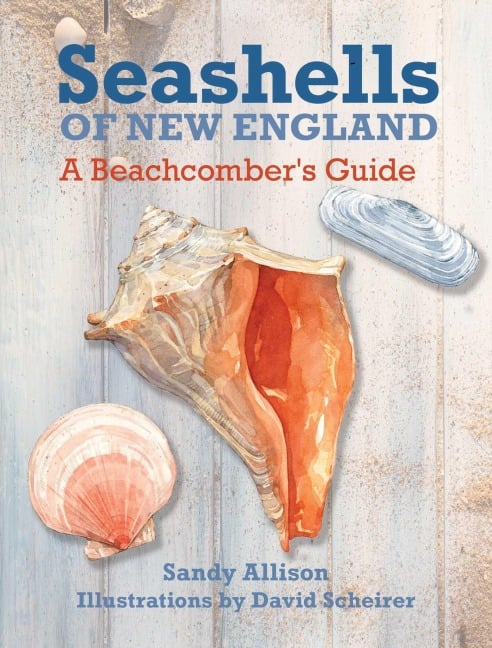 Seashells of New England - Sandy Allison