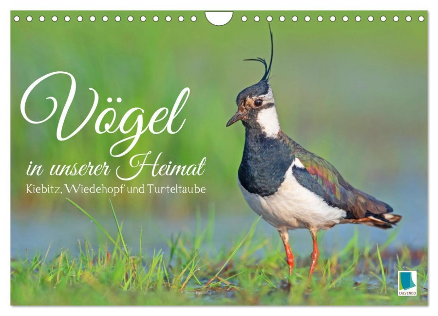 Vögel in unserer Heimat: Kiebitz, Wiedehopf und Turteltaube (Wandkalender 2026 DIN A4 quer), CALVENDO Monatskalender - Calvendo Calvendo