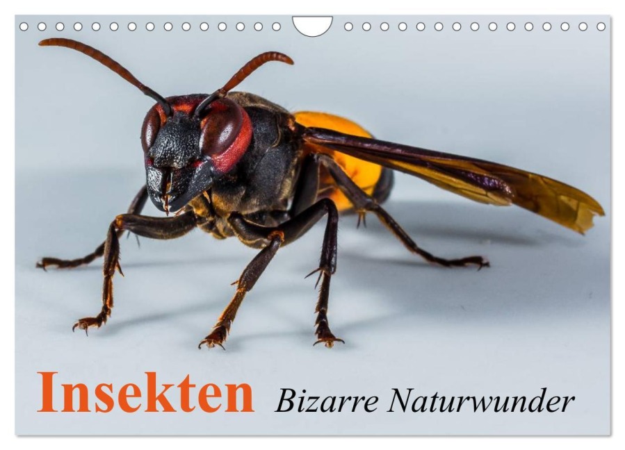 Insekten ¿ Bizarre Naturwunder (Wandkalender 2025 DIN A4 quer), CALVENDO Monatskalender - Elisabeth Stanzer