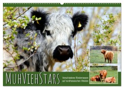 Cover-Bild zum Titel 'MuhViehStars (Wandkalender 2026 DIN A2 quer), CALVENDO Monatskalender' von 'Sabine Löwer'