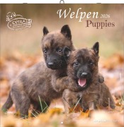Welpen 2026 - Broschürenkalender 30x30 cm (30x60 geöffnet) - Kalender mit Platz für Notizen - Puppies - Hundekalender - Bildkalender - Wandkalender - 