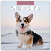 Welsh Corgis - Welsh Corgi 2026 - 16-Monatskalender - Robin Red