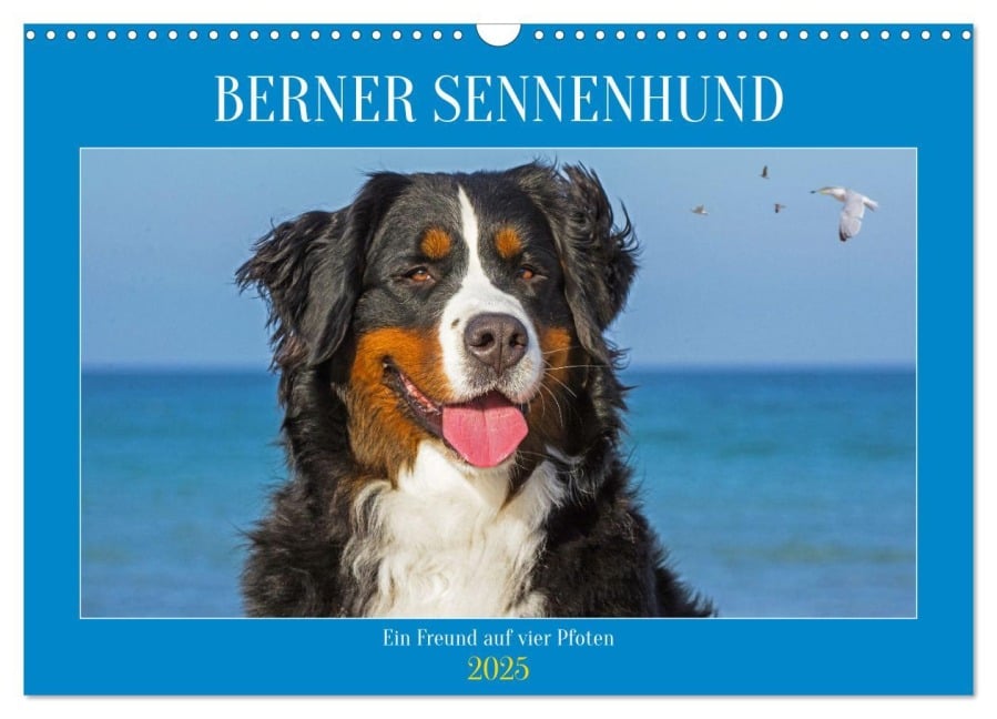 Berner Sennenhund - Ein Freund auf vier Pfoten (Wandkalender 2025 DIN A3 quer), CALVENDO Monatskalender - Sigrid Starick