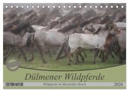 Cover-Bild zum Titel 'Dülmener Wildpferde - Wildpferde im Meerfelder Bruch (Tischkalender 2026 DIN A5 quer), CALVENDO Monatskalender' von 'B. Mielewczyk'
