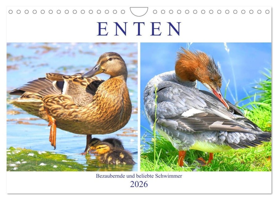 Enten. Bezaubernde und beliebte Schwimmer (Wandkalender 2026 DIN A4 quer), CALVENDO Monatskalender - Rose Hurley