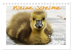 Cover-Bild zum Titel 'Kleine Schelme - Tierbabys (Tischkalender 2026 DIN A5 quer), CALVENDO Monatskalender' von 'Sigrun Düll'