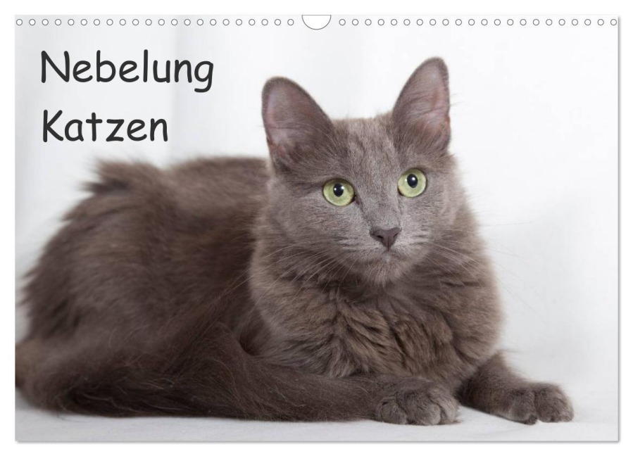 Nebelung Katzen (Wandkalender 2025 DIN A3 quer), CALVENDO Monatskalender - Fotodesign Verena Scholze
