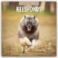 Keeshonds - Wolfsspitz 2025 - 16-Monatskalender - 