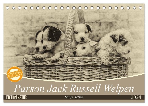 Parson Jack Russel Welpen (Tischkalender 2024 DIN A5 quer), CALVENDO Monatskalender - Sonja Teßen