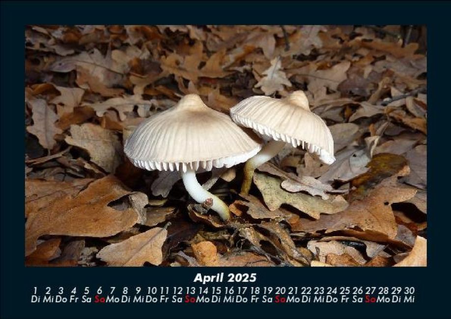 InsideView 8