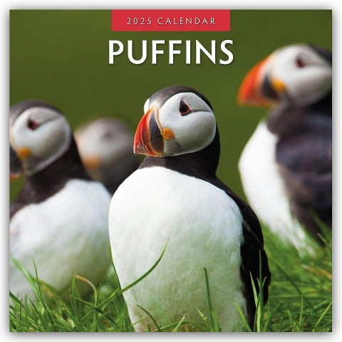 Puffins - Papageitaucher 2025 - 16-Monatskalender - 