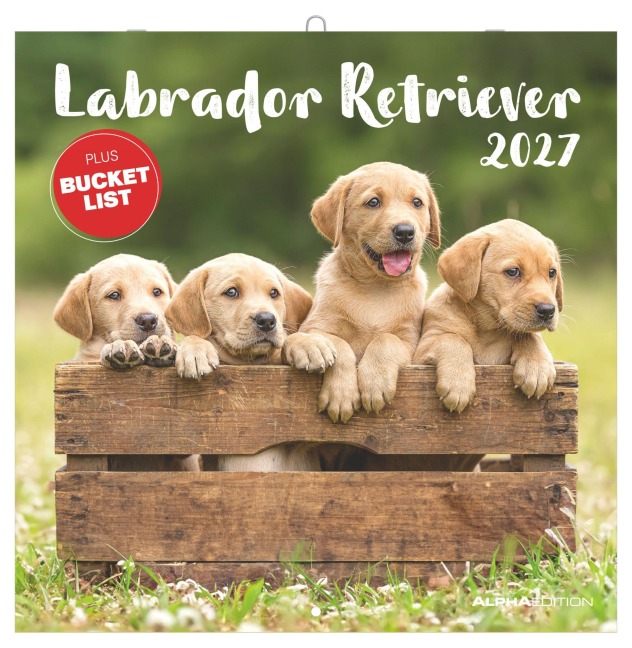 Labrador Retriever 2027 - 