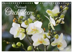 Cover-Bild zum Titel 'Schönste Orchideen (Wandkalender 2026 DIN A4 quer), CALVENDO Monatskalender' von 'Gisela Kruse'