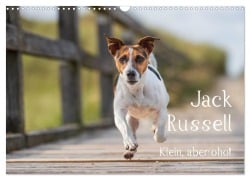 Jack Russell - Klein, aber oho! (Wandkalender 2026 DIN A3 quer), CALVENDO Monatskalender - Annett Mirsberger Tierpfoto. De