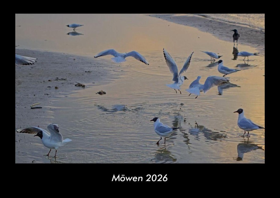 Möwen 2026 Fotokalender DIN A3 - Tobias Becker