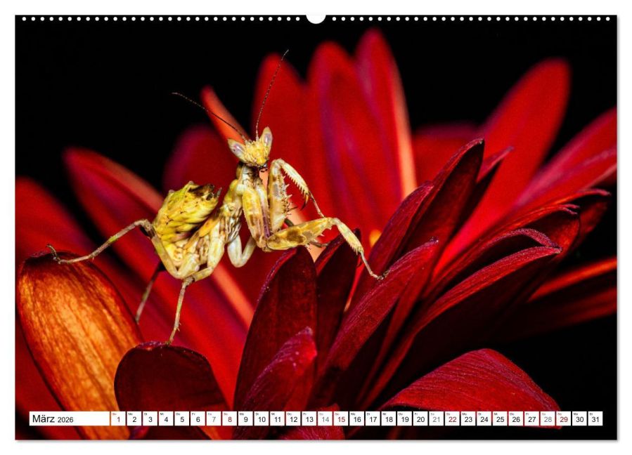 InsideView 8