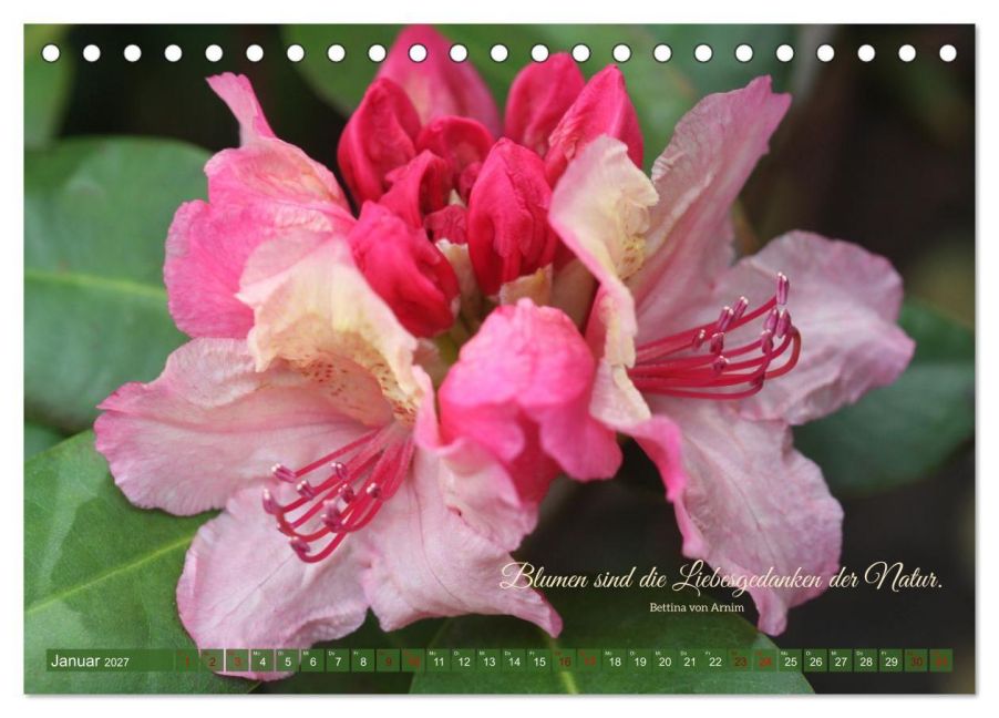 InsideView 6