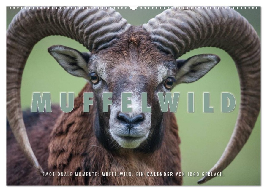 Emotionale Momente: Muffelwild. (Wandkalender 2026 DIN A2 quer), CALVENDO Monatskalender - Ingo Gerlach
