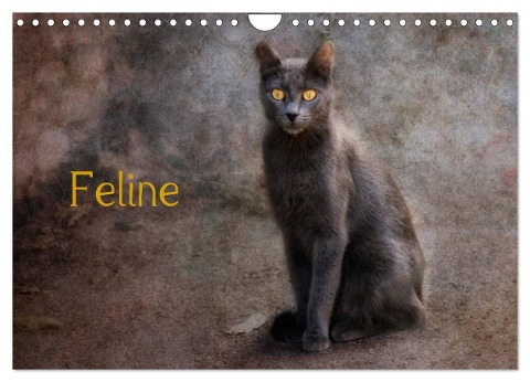 Feline (Wandkalender 2024 DIN A4 quer), CALVENDO Monatskalender - Claudia Möckel Lucy L!u