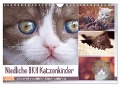 Niedliche BKH Katzenkinder (Wandkalender 2025 DIN A4 quer), CALVENDO Monatskalender - Janina Bürger