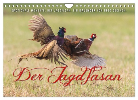 Emotionale Momente: Der Jagdfasan. (Wandkalender 2024 DIN A4 quer), CALVENDO Monatskalender - Ingo Gerlach