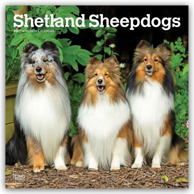 Shetland Sheepdogs - Shetland Sheepdog - Sheltie 2027 - 16-Monatskalender - Browntrout Publishers