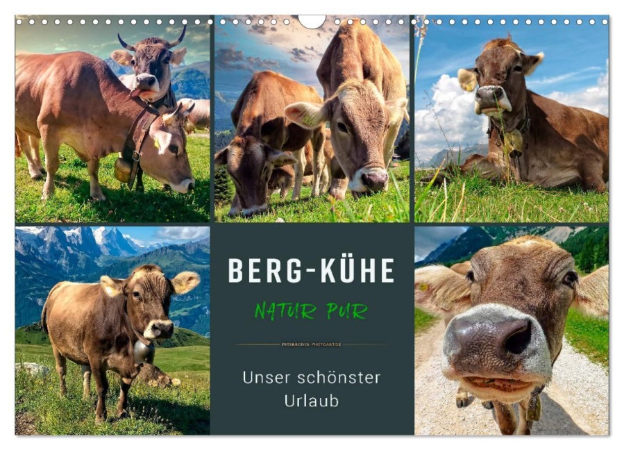 Berg-Kühe, Natur pur - unser schönster Urlaub (Wandkalender 2026 DIN A3 quer), CALVENDO Monatskalender - Peter Roder