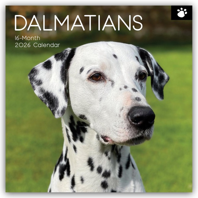 Dalmatians - Dalmatiner 2026 - 16-Monatskalender - Gifted Stationery Co. Ltd