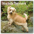 Cover-Bild zum Titel 'Norfolk Terriers 2021 - 18-Monatskalender mit freier DogDays-App' von ''