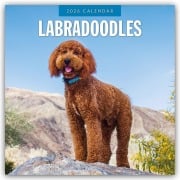 Labradoodles - Labradoodle 2026 - 16-Monatskalender - Robin Red