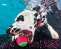 Hunde unter Wasser 2025 - Seth Casteel