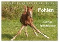 Fohlen - Lustige Pferdekinder (Tischkalender 2024 DIN A5 quer), CALVENDO Monatskalender - Meike Bölts