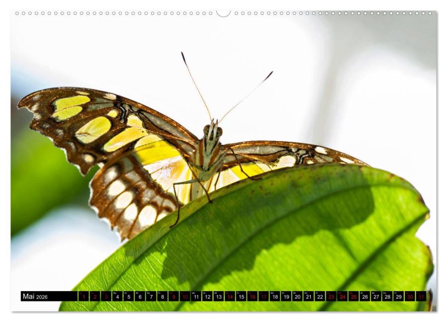 InsideView 9