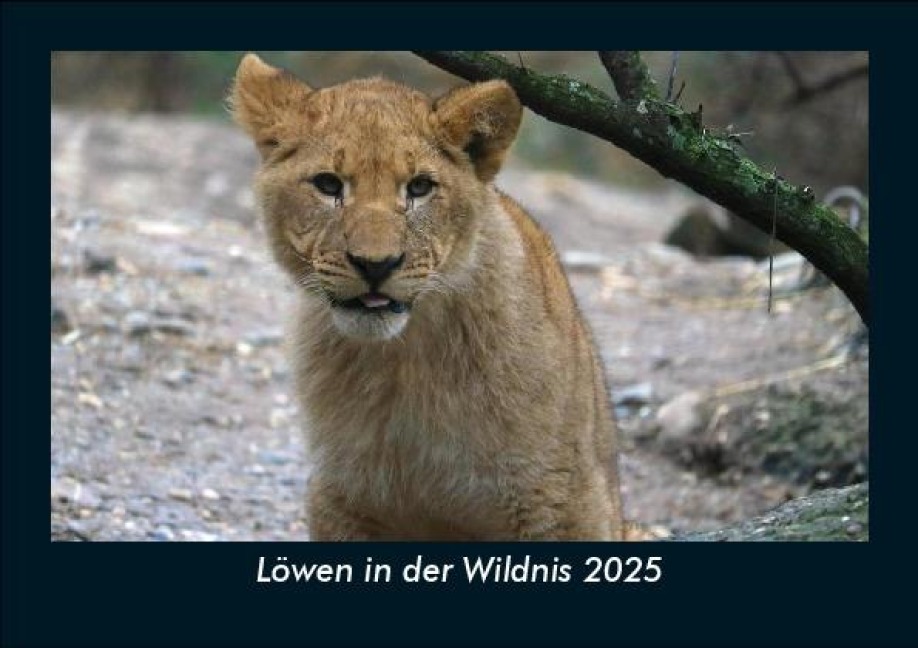 Löwen in der Wildnis 2025 Fotokalender DIN A5 - Tobias Becker