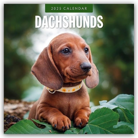 Dachshunds - Dackel - Dachshunde 2025 - 16-Monatskalender - 