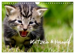 Katzen & Hunde (Wandkalender 2026 DIN A4 quer), CALVENDO Monatskalender - Heiko Lehmann