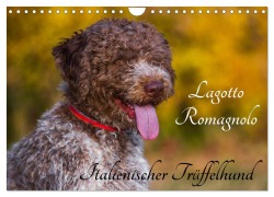 Cover-Bild zum Titel 'Lagotto Romagnolo - Italienischer Trüffelhund (Wandkalender 2026 DIN A4 quer), CALVENDO Monatskalender' von 'Sigrid Starick'