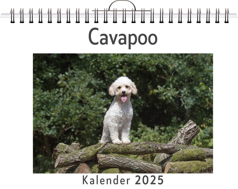 Cavapoo - Matteo Schröder