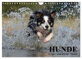 Hunde. Große und kleine Nasen (Wandkalender 2024 DIN A4 quer), CALVENDO Monatskalender - Elisabeth Stanzer