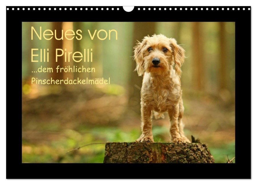 Neues von Elli Pirelli, dem fröhlichen Pinscherdackelmädel (Wandkalender 2025 DIN A3 quer), CALVENDO Monatskalender - Kathrin Köntopp