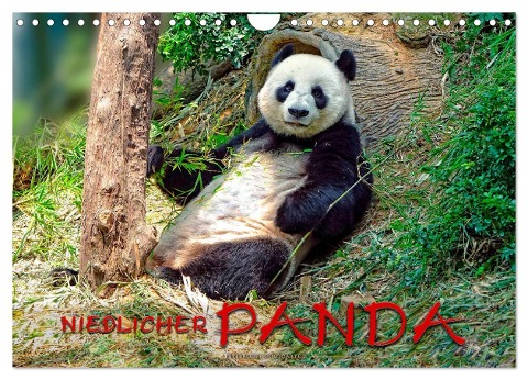 Niedlicher Panda (Wandkalender 2024 DIN A4 quer), CALVENDO Monatskalender - Peter Roder